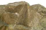 Fossil Brachiopod (Cyrtospirifer) Plate - Russia #322174-1